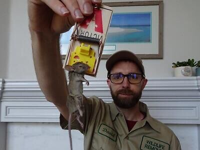 Washington DC pest control